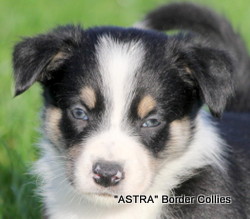 Tricolour MALE border collie puppy